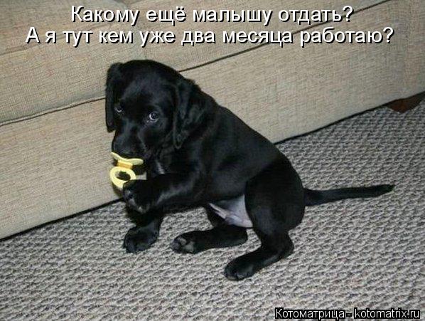 Какому ещё малышу отдать? А я тут кем уже два месяца работаю?... Котоматрица: Какому ещё малышу отдать? А я тут кем уже два месяца работаю?