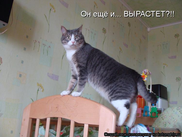 Он ещё и... ВЫРАСТЕТ?!!... Котоматрица: Он ещё и... ВЫРАСТЕТ?!!