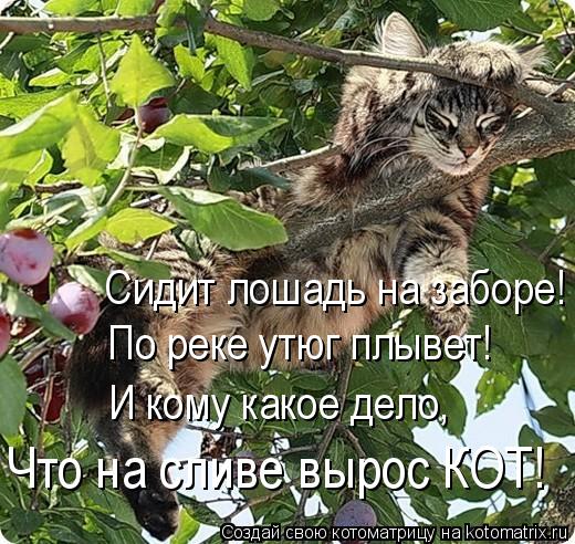 Котоматрица: Сидит лошадь на заборе! По реке утюг плывет! И кому какое дело, Что на сливе вырос КОТ!