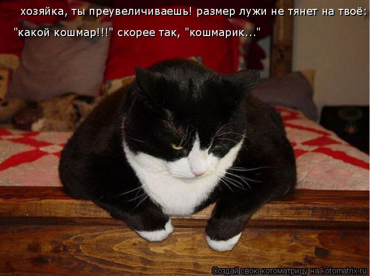 Котоматрица: хозяйка, ты преувеличиваешь! размер лужи не тянет на твоё: "какой кошмар!!!" скорее так, "кошмарик..."