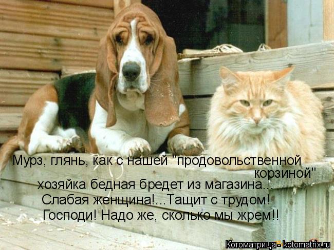 Мурз, глянь, как с нашей "продовольственной корзиной" хозяйка бедная бредет из магазина... Слабая же... Котоматрица: Мурз, глянь, как с нашей "продовольственной корзиной" хозяйка бедная бредет из магазина... Слабая женщина!...Тащит с трудом! Господи! Надо же,