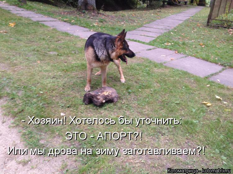 - Хозяин! Хотелось бы уточнить: ЭТО - АПОРТ?! Или мы дрова на зиму заготавливаем?!... Котоматрица: - Хозяин! Хотелось бы уточнить: ЭТО - АПОРТ?! Или мы дрова на зиму заготавливаем?!