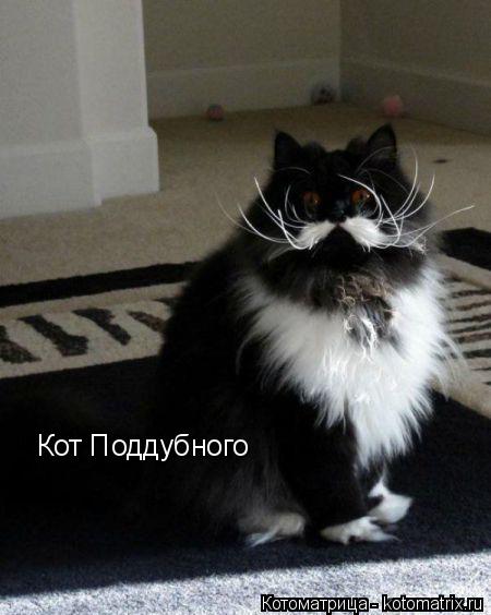 Кот Поддубного... Котоматрица: Кот Поддубного