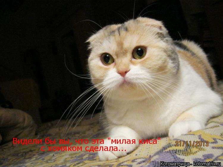 Котоматрица: Видели бы вы, что эта "милая киса" с хомяком сделала...