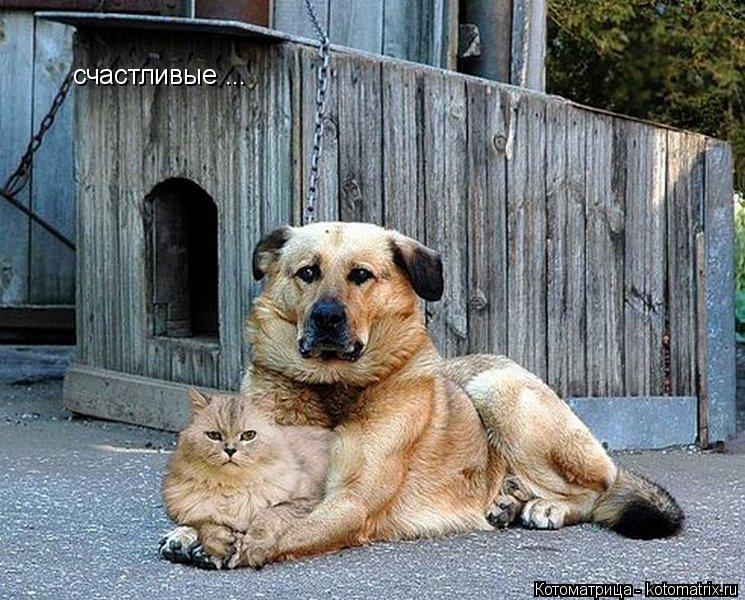 счастливые ...... Котоматрица: счастливые ...