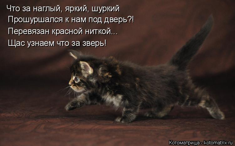 Что за наглый, яркий, шуркий Прошуршался к нам под дверь?! Перевязан красной ниткой... Щас узнаем что... Котоматрица: Что за наглый, яркий, шуркий Прошуршался к нам под дверь?! Перевязан красной ниткой... Щас узнаем что за зверь!