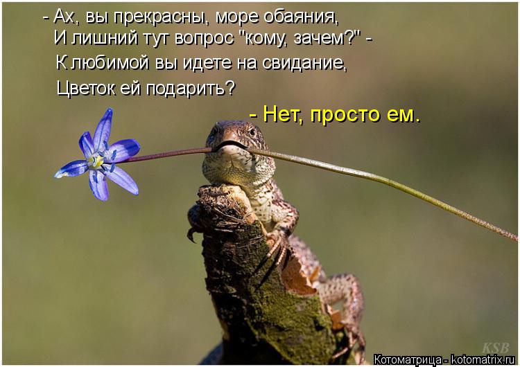 - Ах, вы прекрасны, море обаяния, И лишний тут вопрос "кому, зачем?" - К любимой вы идете на свидание... Котоматрица: - Ах, вы прекрасны, море обаяния, И лишний тут вопрос "кому, зачем?" - К любимой вы идете на свидание, Цветок ей подарить? - Нет, просто ем.