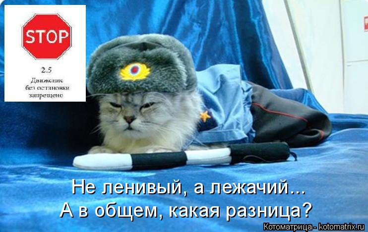 Не ленивый, а лежачий... А в общем, какая разница?... Котоматрица: Не ленивый, а лежачий... А в общем, какая разница?