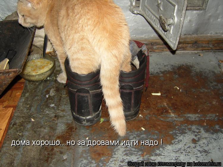 дома хорошо...но за дровами идти надо !... Котоматрица: дома хорошо...но за дровами идти надо !