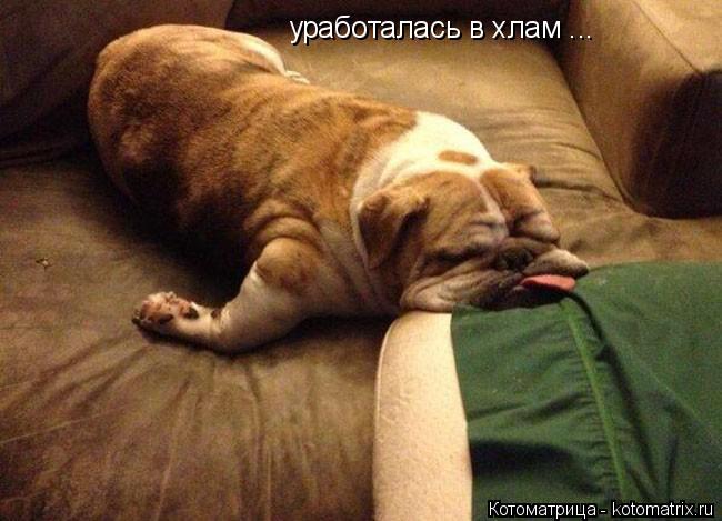 уработалась в хлам ...... Котоматрица: уработалась в хлам ...