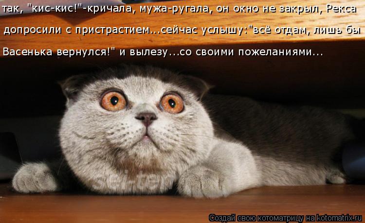так, "кис-кис!"-кричала, мужа-ругала, он окно не закрыл, Рекса допросили с пристрастием...сейчас услы... Котоматрица: так, "кис-кис!"-кричала, мужа-ругала, он окно не закрыл, Рекса допросили с пристрастием...сейчас услышу:"всё отдам, лишь бы Васенька вернулся!" и