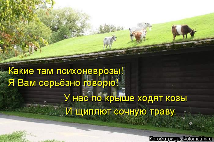 Котоматрица: Какие там психоневрозы! Я Вам серьёзно говорю! У нас по крыше ходят козы И щиплют сочную траву.