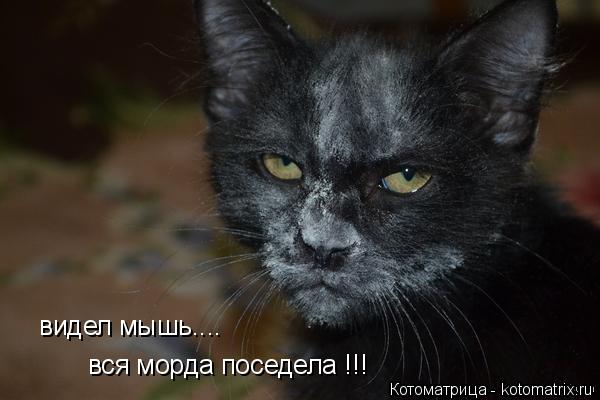 видел мышь.... вся морда поседела !!!... Котоматрица: видел мышь.... вся морда поседела !!!