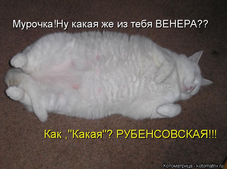 Мурочка!Ну какая же из тебя ВЕНЕРА?? Как ,"Какая"? РУБЕНСОВСКАЯ!!!... Котоматрица: Мурочка!Ну какая же из тебя ВЕНЕРА?? Как ,"Какая"? РУБЕНСОВСКАЯ!!!
