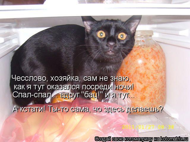 как я тут оказался посреди ночи! Спал-спал... вдруг "бац!" и я тут... Чесслово, хозяйка, сам не знаю,... Котоматрица: как я тут оказался посреди ночи! Спал-спал... вдруг "бац!" и я тут... Чесслово, хозяйка, сам не знаю, А кстати! Ты-то сама, чо здесь делаешь?
