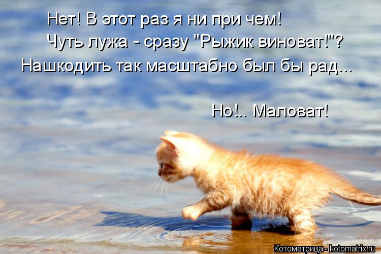 Нет! В этот раз я ни при чем! Чуть лужа - сразу "Рыжик виноват!"? Нашкодить так масштабно был бы рад.... Котоматрица: Нет! В этот раз я ни при чем! Чуть лужа - сразу "Рыжик виноват!"? Нашкодить так масштабно был бы рад... Но!.. Маловат!