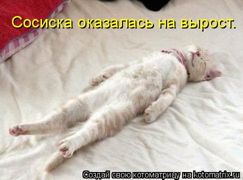 Сосиска оказалась на вырост.... Котоматрица: Сосиска оказалась на вырост.