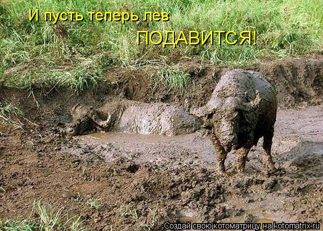 И пусть теперь лев ПОДАВИТСЯ!... Котоматрица: И пусть теперь лев ПОДАВИТСЯ!