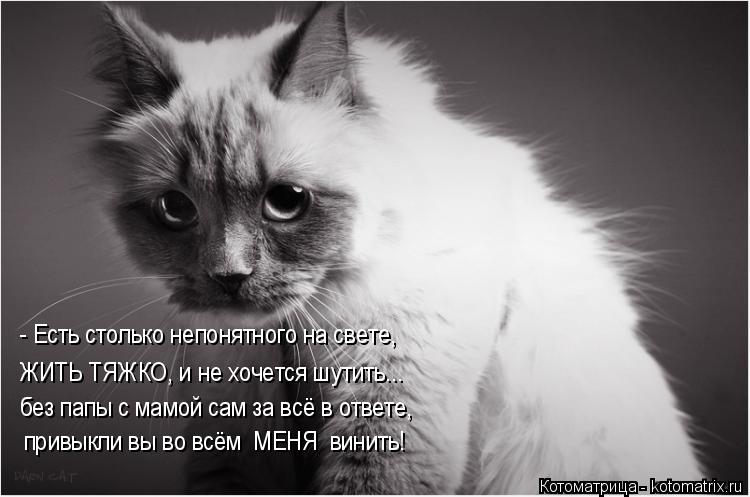 Котоматрица: - Есть столько непонятного на свете, ЖИТЬ ТЯЖКО, и не хочется шутить... без папы с мамой сам за всё в ответе, привыкли вы во всём  МЕНЯ  винить!