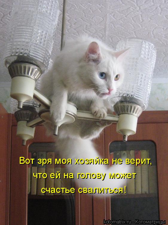 Вот зря моя хозяйка не верит, что ей на голову может счастье свалиться!... Котоматрица: Вот зря моя хозяйка не верит, что ей на голову может счастье свалиться!