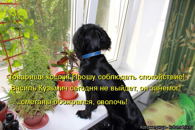 -Товарищи кошки! Прошу соблюдать спокойствие! Василь Кузьмич сегодня не выйдет, он занемог! ....смета... Котоматрица: -Товарищи кошки! Прошу соблюдать спокойствие! Василь Кузьмич сегодня не выйдет, он занемог! ....сметаны обожрался, сволочь!