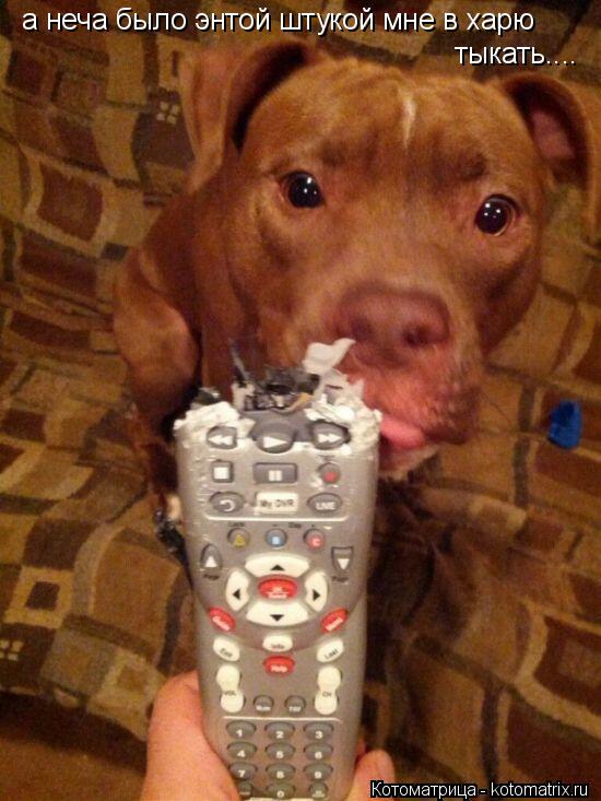 а неча было энтой штукой мне в харю тыкать....... Котоматрица: а неча было энтой штукой мне в харю тыкать....