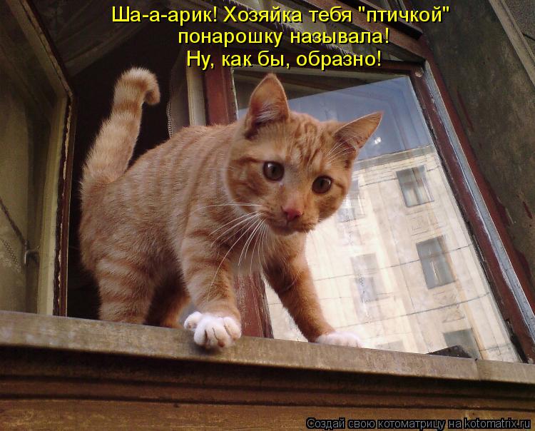 Котоматрица: Ша-а-арик! Хозяйка тебя "птичкой" понарошку называла! Ну, как бы, образно!