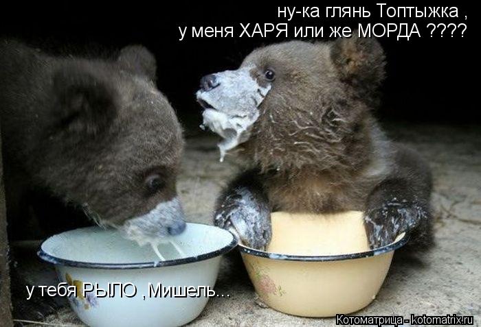 ну-ка глянь Топтыжка , у меня ХАРЯ или же МОРДА ???? у тебя РЫЛО ,Мишель...... Котоматрица: ну-ка глянь Топтыжка , у меня ХАРЯ или же МОРДА ???? у тебя РЫЛО ,Мишель...