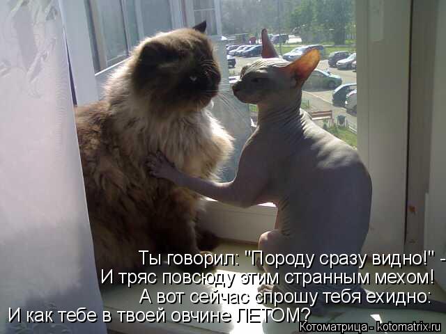 Ты говорил: "Породу сразу видно!" - И тряс повсюду этим странным мехом! А вот сейчас спрошу тебя ехид... Котоматрица: Ты говорил: "Породу сразу видно!" - И тряс повсюду этим странным мехом! А вот сейчас спрошу тебя ехидно: И как тебе в твоей овчине ЛЕТОМ?