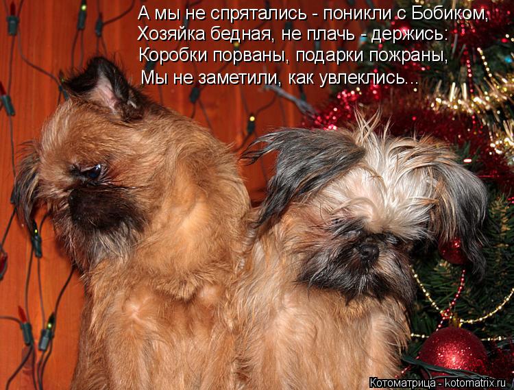А мы не спрятались - поникли с Бобиком, Хозяйка бедная, не плачь - держись: Коробки порваны, подарки ... Котоматрица: А мы не спрятались - поникли с Бобиком, Хозяйка бедная, не плачь - держись: Коробки порваны, подарки пожраны, Мы не заметили, как увлеклись...