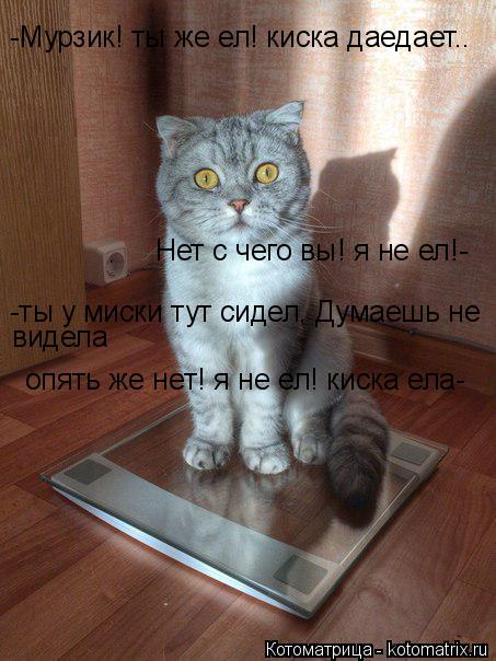 Котоматрица: -Мурзик! ты же ел! киска даедает.. Нет с чего вы! я не ел!- -ты у миски тут сидел, Думаешь не  видела опять же нет! я не ел! киска ела-