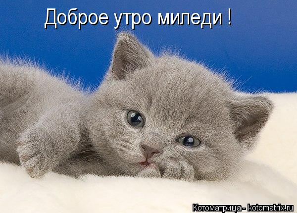 Котоматрица: Доброе утро миледи !