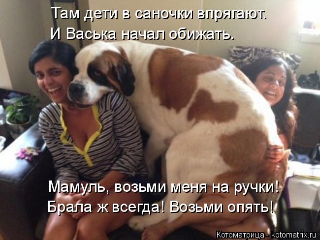 Там дети в саночки впрягают. И Васька начал обижать. Мамуль, возьми меня на ручки! Брала ж всегда! Во... Котоматрица: Там дети в саночки впрягают. И Васька начал обижать. Мамуль, возьми меня на ручки! Брала ж всегда! Возьми опять!