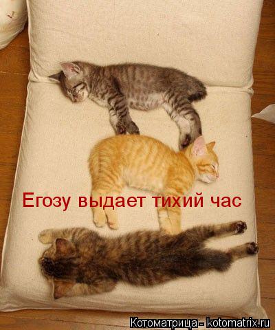Егозу выдает тихий час... Котоматрица: Егозу выдает тихий час