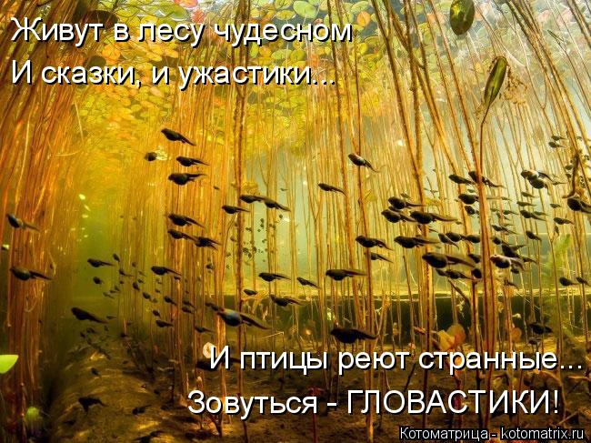 Котоматрица: Живут в лесу чудесном  И сказки, и ужастики... И птицы реют странные... Зовуться - ГЛОВАСТИКИ!