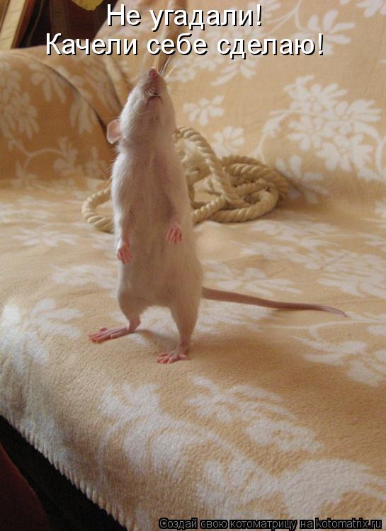 Не угадали! Качели себе сделаю!... Котоматрица: Не угадали! Качели себе сделаю!