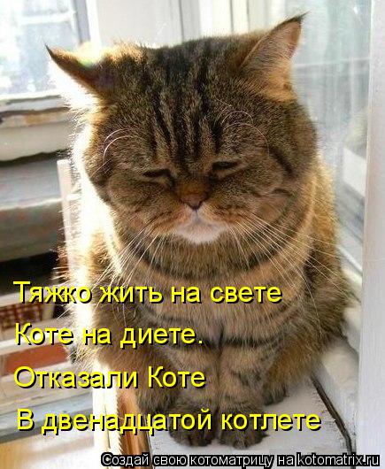 Тяжко жить на свете Коте на диете. Отказали Коте В двенадцатой котлете... Котоматрица: Тяжко жить на свете Коте на диете. Отказали Коте В двенадцатой котлете