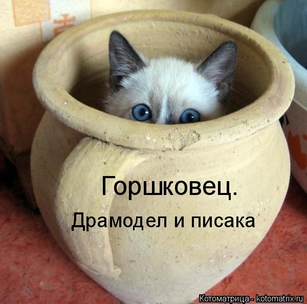Горшковец. Драмодел и писака... Котоматрица: Горшковец. Драмодел и писака