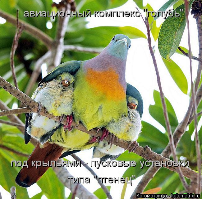 авиационный комплекс "голубь" под крыльями - пусковые установки типа "птенец"... Котоматрица: авиационный комплекс "голубь" под крыльями - пусковые установки типа "птенец"