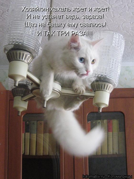 Котоматрица: Хозяйкин хахаль жрет и жрет! И не устанет ведь, зараза! Щаз на башку ему свалюсь! И ТАК ТРИ РАЗА!!!