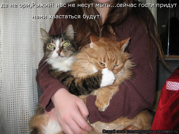 Котоматрица: да не ори,Рыжий! нас не несут мыть...сейчас гости придут нами хвастаться будут!