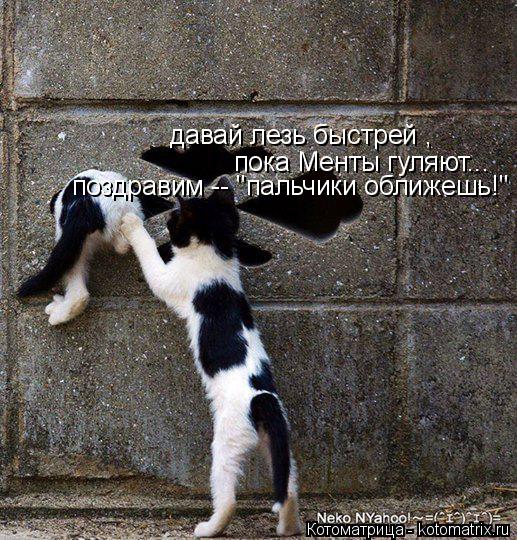 давай лезь быстрей , пока Менты гуляют... поздравим -- "пальчики оближешь!"... Котоматрица: давай лезь быстрей , пока Менты гуляют... поздравим -- "пальчики оближешь!"
