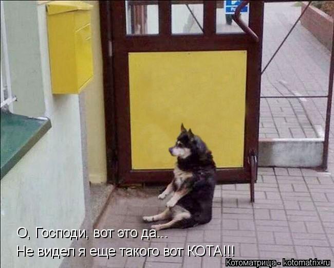 Котоматрица: О, Господи, вот это да... Не видел я еще такого вот КОТА!!!