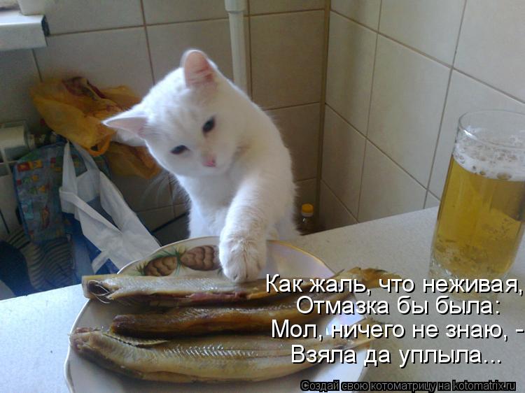 Котоматрица: Как жаль, что неживая, Отмазка бы была: Мол, ничего не знаю, - Взяла да уплыла...