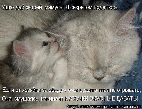 Котоматрица: Если от хозяйки за обедом очень долго глаз не отрывать, Она, смущаясь, начинает КУСОЧКИ ВКУСНЫЕ ДАВАТЬ! Ушко дай скорей, мамусь! Я секретом п