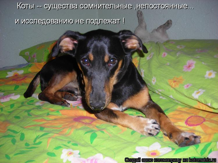Коты -- существа сомнительные ,непостоянные... и исследованию не подлежат !... Котоматрица: Коты -- существа сомнительные ,непостоянные... и исследованию не подлежат !
