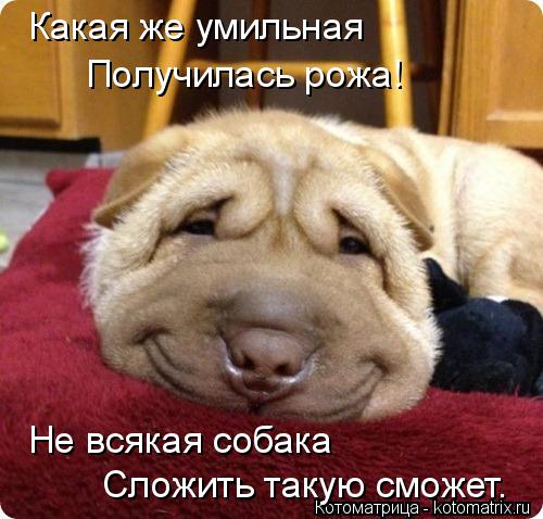 Какая же умильная Получилась рожа! Не всякая собака Сложить такую сможет.... Котоматрица: Какая же умильная Получилась рожа! Не всякая собака Сложить такую сможет.