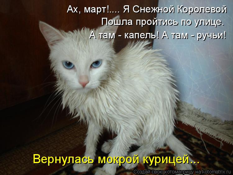 Ах, март!.... Я Снежной Королевой Пошла пройтись по улице. А там - капель! А там - ручьи! Вернулась м... Котоматрица: Ах, март!.... Я Снежной Королевой Пошла пройтись по улице. А там - капель! А там - ручьи! Вернулась мокрой курицей...
