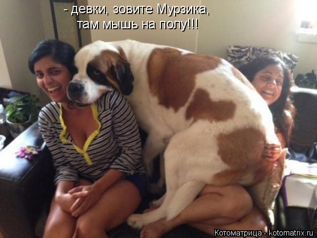 - девки, зовите Мурзика, там мышь на полу!!!... Котоматрица: - девки, зовите Мурзика, там мышь на полу!!!
