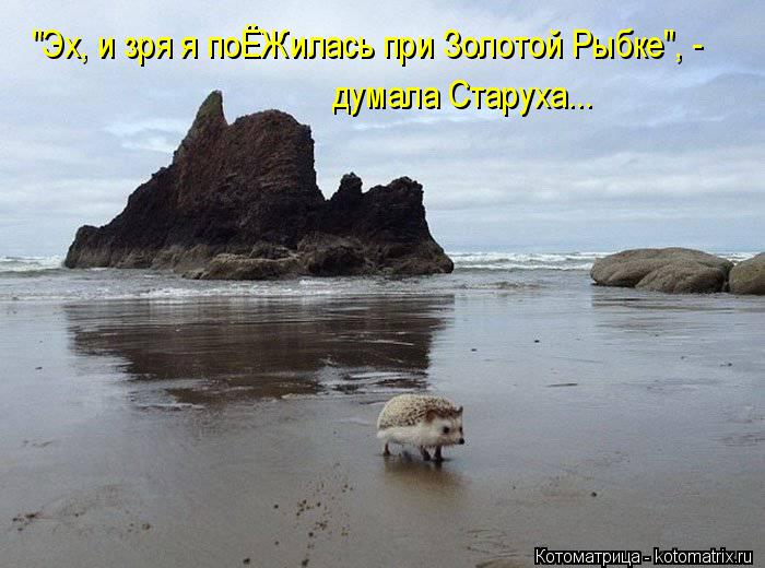 "Эх, и зря я поЁЖилась при Золотой Рыбке", - думала Старуха...... Котоматрица: "Эх, и зря я поЁЖилась при Золотой Рыбке", - думала Старуха...